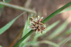 Scirpus articulatus